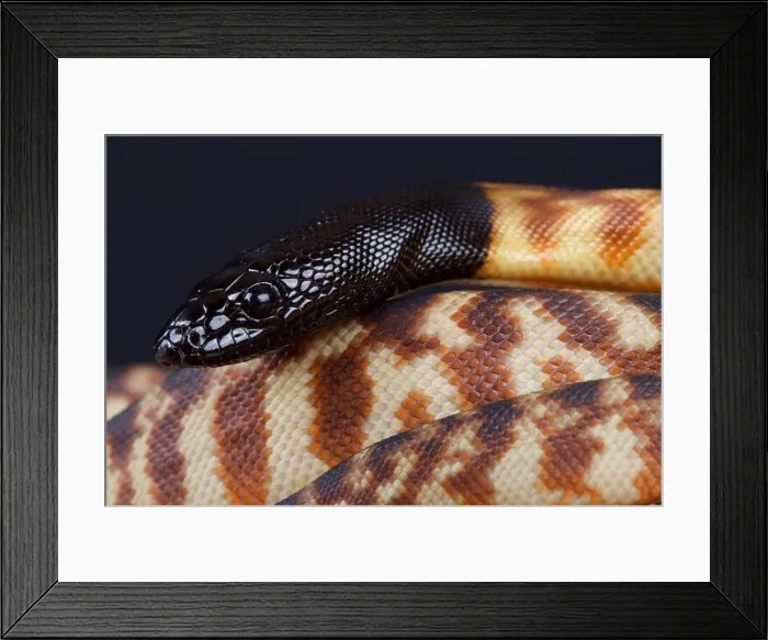 Framed Print : Black-headed python / Aspidites melanocephalus) Framed Print : Black-headed python / Aspidites melanocephalus)