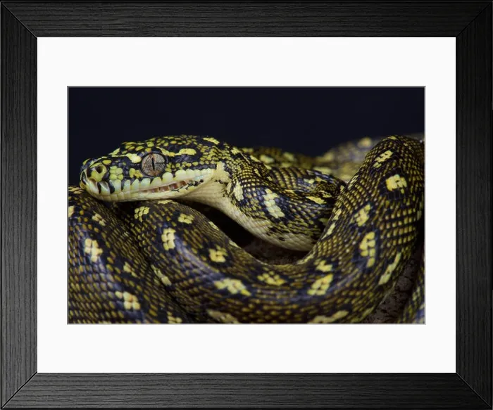 Framed Print : Diamond python / Morelia s.spilota Framed Print : Diamond python / Morelia s.spilota