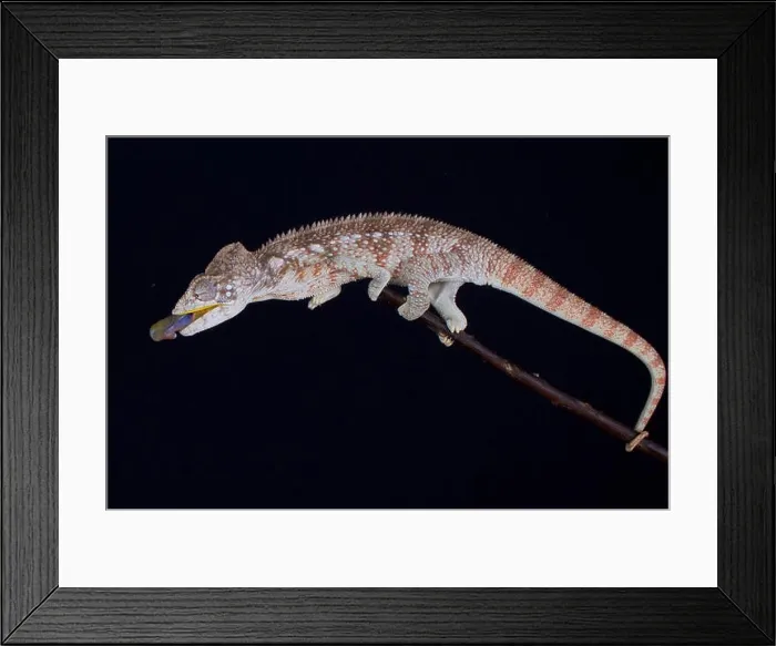 Framed Print : shooting chameleon / Furcifer oustaleti Framed Print : shooting chameleon / Furcifer oustaleti