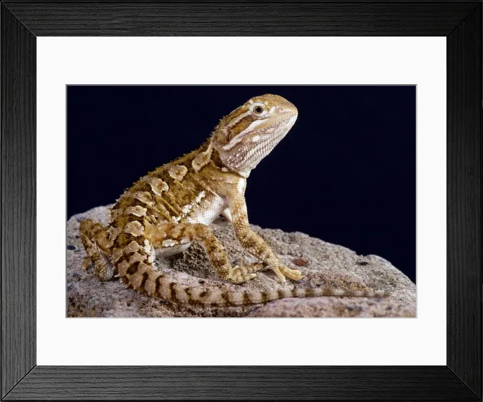 Framed Print : Dwarf bearded dragon / Pogona henrylawsoni Framed Print : Dwarf bearded dragon / Pogona henrylawsoni
