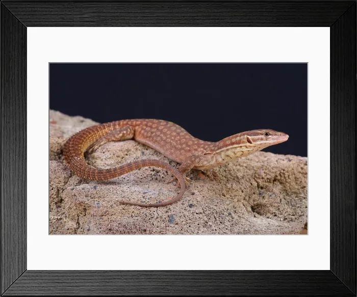 Framed Print : Spiny-tailed monitor / Varanus acanthurus Framed Print : Spiny-tailed monitor / Varanus acanthurus