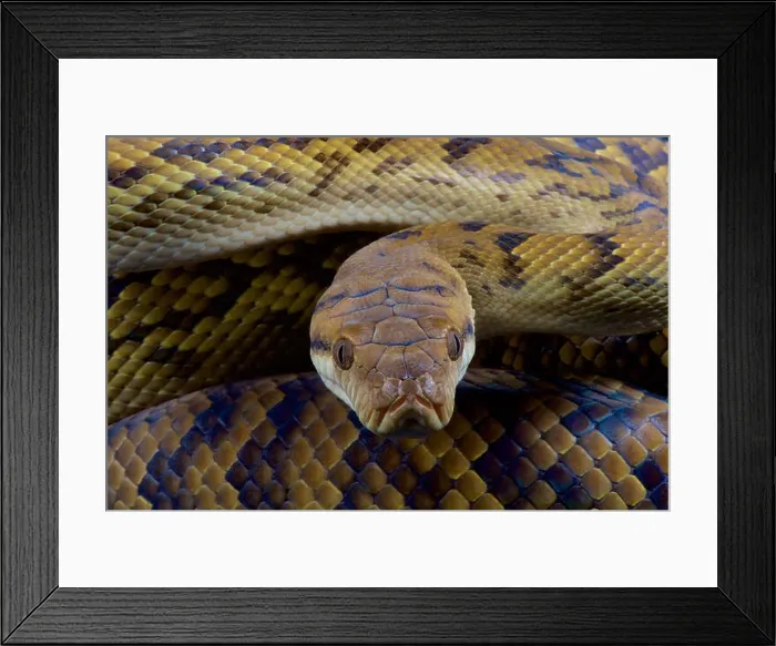 Framed Print : Australian scrub python / Morelia kinghorni Framed Print : Australian scrub python / Morelia kinghorni