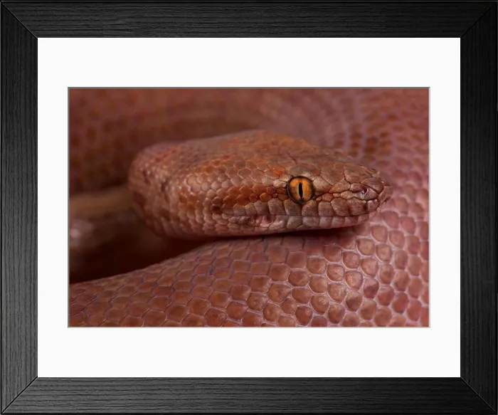 Framed Print : Pygmy python / Antaresia perthensis Framed Print : Pygmy python / Antaresia perthensis