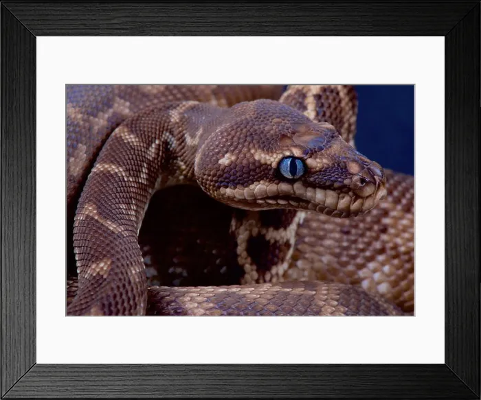 Framed Print : Rough-scaled python / Morelia carinata Framed Print : Rough-scaled python / Morelia carinata