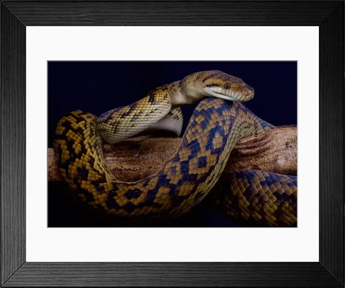 Framed Print : Australian scrub python / Morelia kinghorni Framed Print : Australian scrub python / Morelia kinghorni