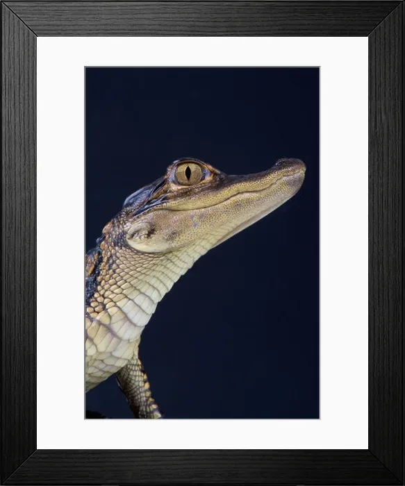 Framed Print : American alligator / Alligator mississippiensis Framed Print : American alligator / Alligator mississippiensis