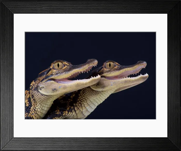 Framed Print : American alligator / Alligator mississippiensis Framed Print : American alligator / Alligator mississippiensis
