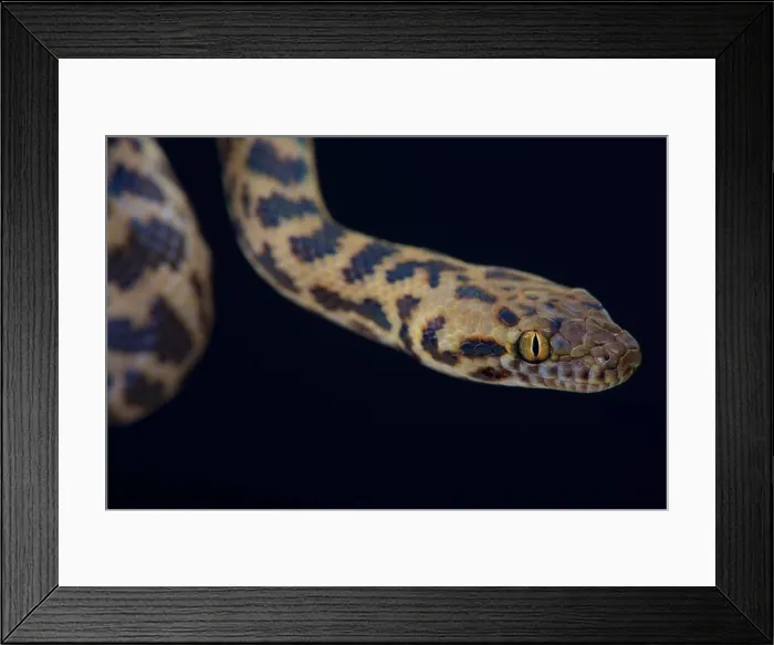 Framed Print : Spotted python / Antaresia maculosa Framed Print : Spotted python / Antaresia maculosa