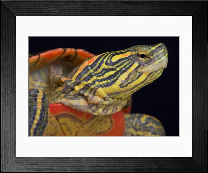 Framed Print : Western painted turtle / Chrysemys picta bellii Framed Print : Western painted turtle / Chrysemys picta bellii