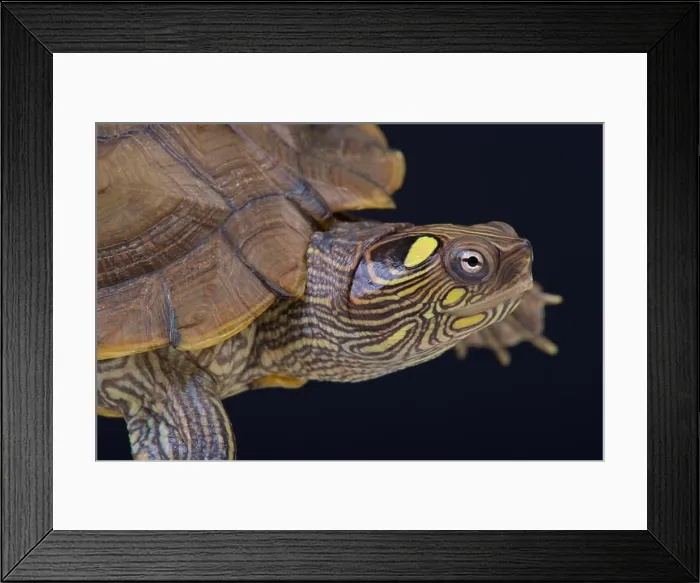 Framed Print : Map turtle / Graptemys ouachitensis Framed Print : Map turtle / Graptemys ouachitensis