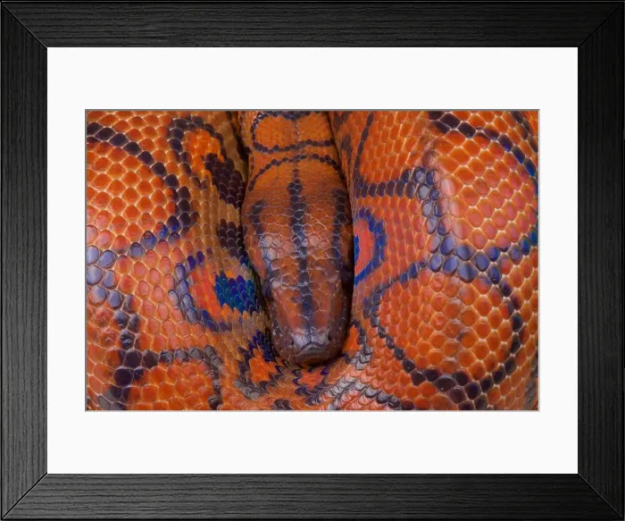 Framed Print : Rainbow boa / Epicrates cenchria cenchria Framed Print : Rainbow boa / Epicrates cenchria cenchria
