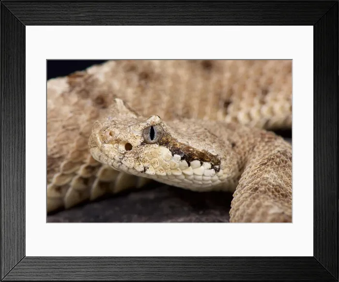 Framed Print : Sidewinder / Crotalus cerastes Framed Print : Sidewinder / Crotalus cerastes
