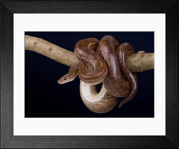 Framed Print : Colombian rainbow boa / Epicrates maurus Framed Print : Colombian rainbow boa / Epicrates maurus