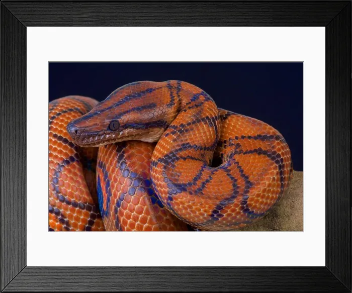 Framed Print : Brazilian rainbow boa / Epicrates cenchria cenchria Framed Print : Brazilian rainbow boa / Epicrates cenchria cenchria
