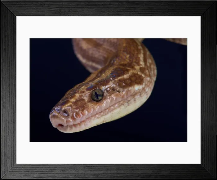 Framed Print : Colombian rainbow boa / Epicrates maurus Framed Print : Colombian rainbow boa / Epicrates maurus