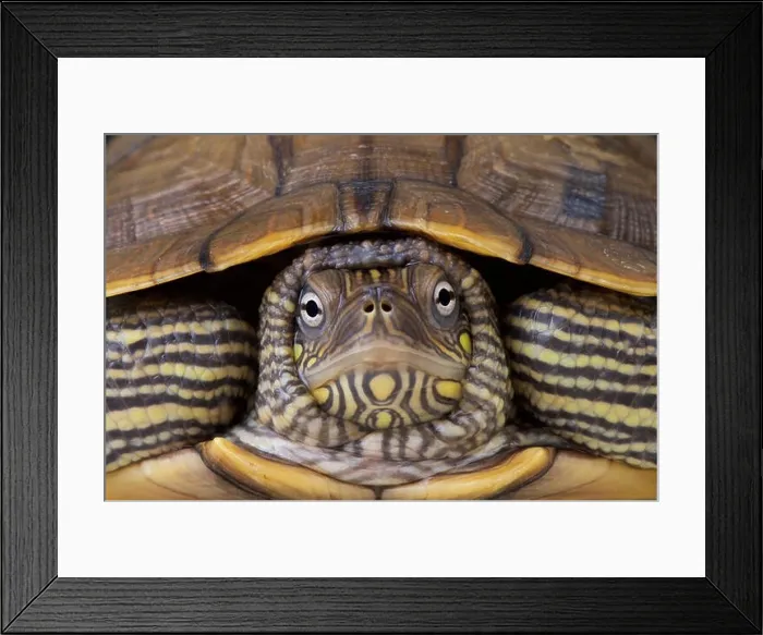Framed Print : Map turtle / Graptemys ouachitensis Framed Print : Map turtle / Graptemys ouachitensis
