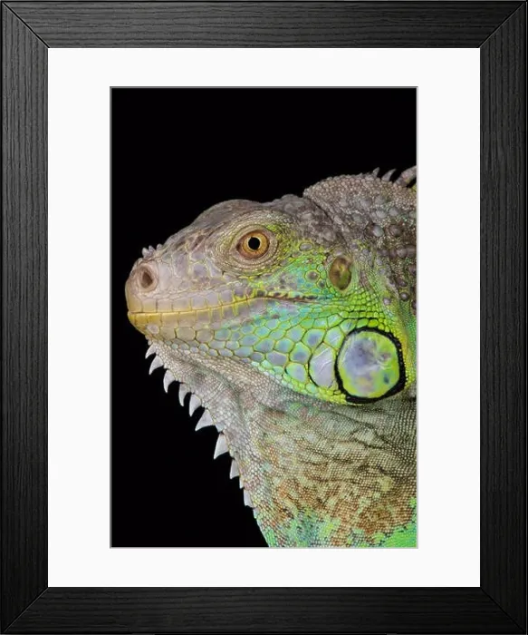 Framed Print : Green iguana / Iguana iguana rhinolopha Framed Print : Green iguana / Iguana iguana rhinolopha
