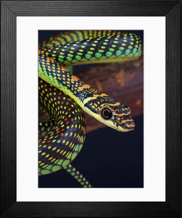 Framed Print : Paradise flying snake / Chrysopelea paradise Framed Print : Paradise flying snake / Chrysopelea paradise
