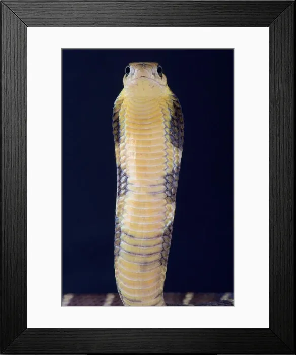 Framed Print : King cobra / Ophiophagus hannah Framed Print : King cobra / Ophiophagus hannah