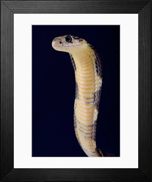 Framed Print : King cobra / Ophiophagus hannah Framed Print : King cobra / Ophiophagus hannah