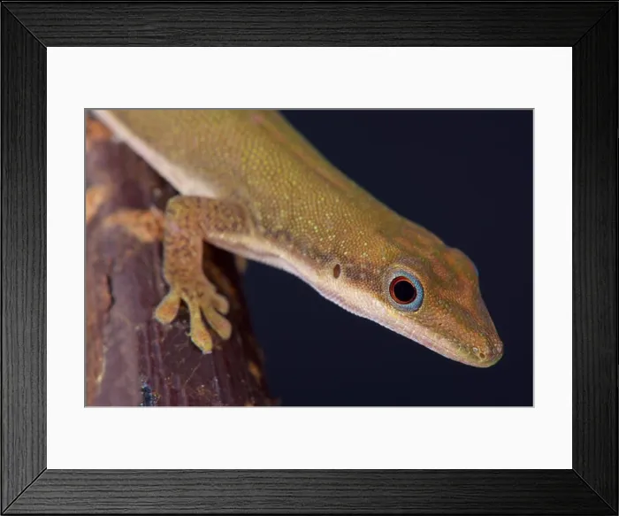 Framed Print : Zanzibar day gecko / Phelsuma dubia Framed Print : Zanzibar day gecko / Phelsuma dubia