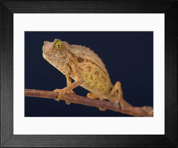 Framed Print : Pygmy chameleon / Rieppeleon brevicaudatus Framed Print : Pygmy chameleon / Rieppeleon brevicaudatus