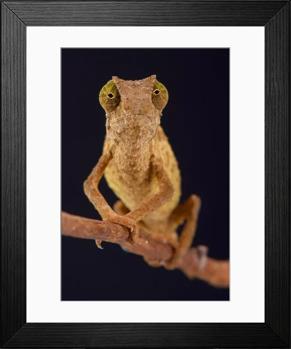 Framed Print : Pygmy chameleon / Rieppeleon brevicaudatus Framed Print : Pygmy chameleon / Rieppeleon brevicaudatus
