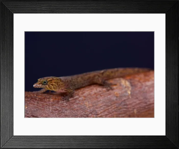 Framed Print : Bequia dwarf gecko (Sphaerodactylus kirby) Framed Print : Bequia dwarf gecko (Sphaerodactylus kirby)