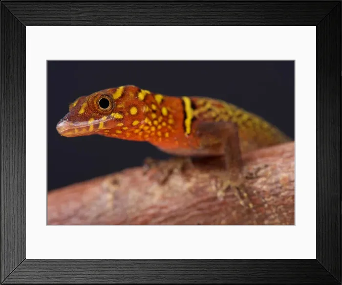 Framed Print : Variegated gecko (Gonatodes ceciliae) Framed Print : Variegated gecko (Gonatodes ceciliae)
