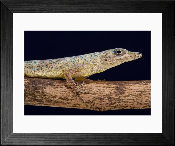 Framed Print : Bronze anole (Anolis aeneus) Framed Print : Bronze anole (Anolis aeneus)