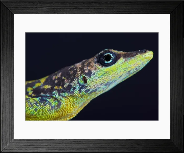 Framed Print : Barbados Anole (Anolis extremus) Framed Print : Barbados Anole (Anolis extremus)