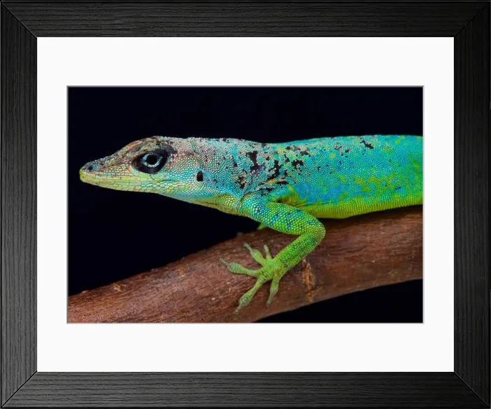 Framed Print : Barbados Anole (Anolis extremes) Framed Print : Barbados Anole (Anolis extremes)