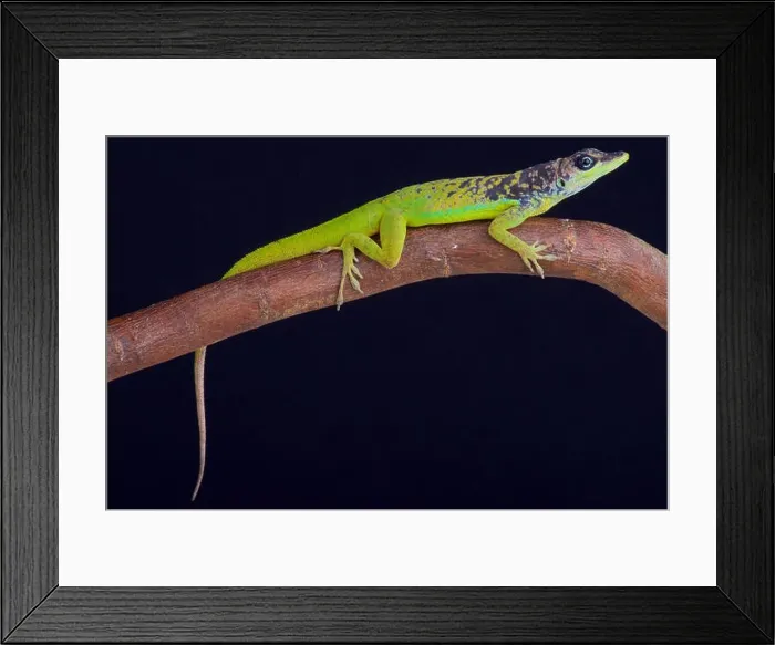 Framed Print : Barbados Anole (Anolis extremes) Framed Print : Barbados Anole (Anolis extremes)