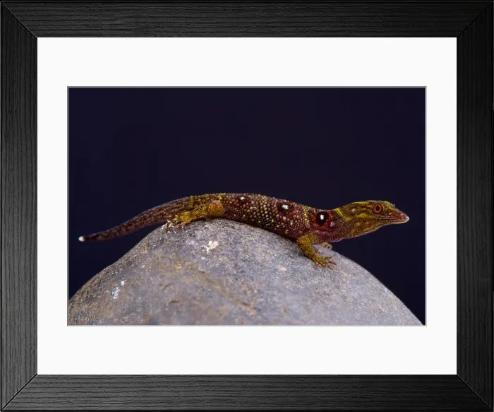 Framed Print : Grenadines clawed gecko (Gonatodes daudini) Framed Print : Grenadines clawed gecko (Gonatodes daudini)