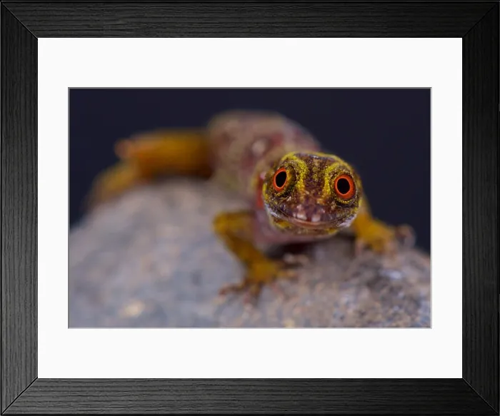 Framed Print : Grenadines clawed gecko (Gonatodes daudini) Framed Print : Grenadines clawed gecko (Gonatodes daudini)