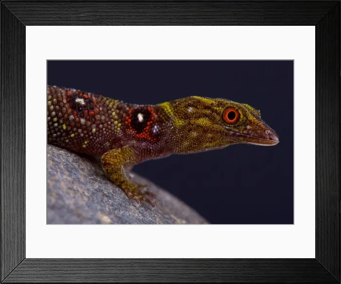 Framed Print : Grenadines clawed gecko (Gonatodes daudini) Framed Print : Grenadines clawed gecko (Gonatodes daudini)