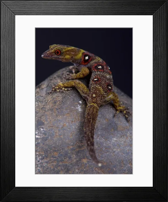 Framed Print : Union Island gecko (Gonatodes daudini) Framed Print : Union Island gecko (Gonatodes daudini)