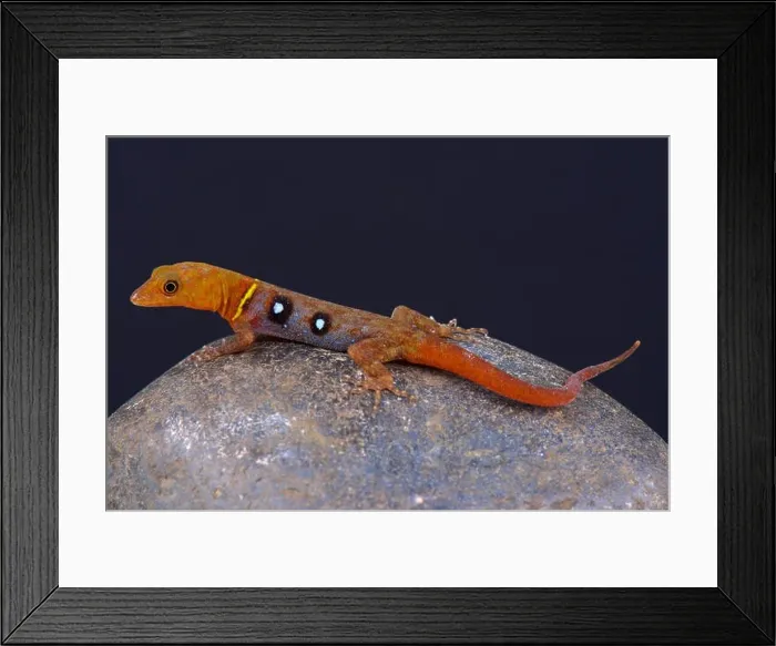 Framed Print : Occelated gecko (Gonatodes ocellatus) Framed Print : Occelated gecko (Gonatodes ocellatus)