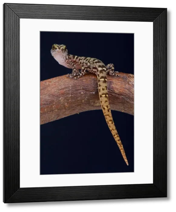 Framed Print : Island Least Gecko (Sphaerodactylus sputator) Framed Print : Island Least Gecko (Sphaerodactylus sputator)