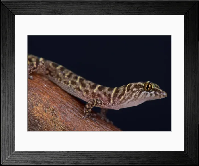 Framed Print : Island Least Gecko (Sphaerodactylus sputator) Framed Print : Island Least Gecko (Sphaerodactylus sputator)