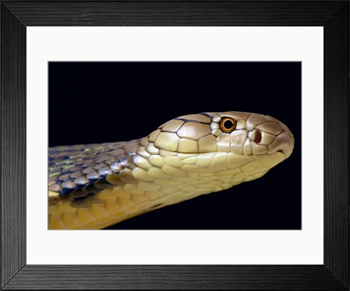 Framed Print : King Cobra (Ophiophagus hannah) Framed Print : King Cobra (Ophiophagus hannah)