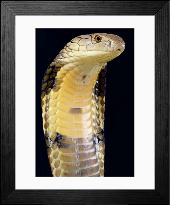 Framed Print : King Cobra (Ophiophagus hannah) Framed Print : King Cobra (Ophiophagus hannah)