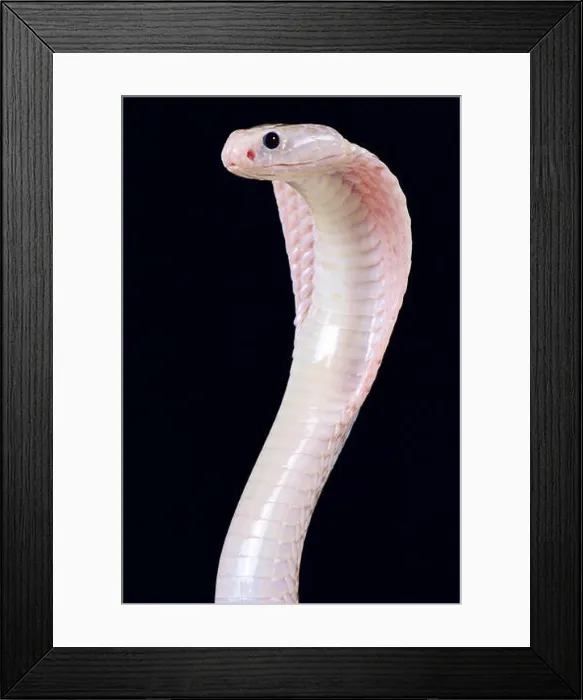 Framed Print : Javan spitting cobra (Naja sputratrix) Framed Print : Javan spitting cobra (Naja sputratrix)