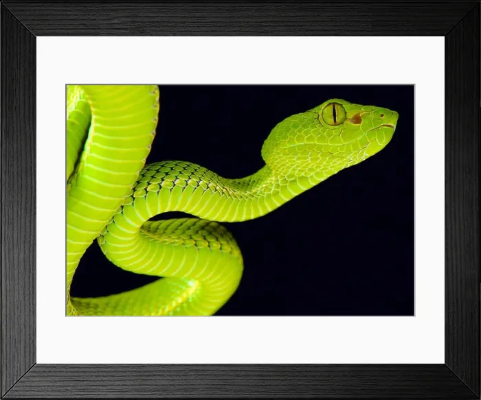 Framed Print : Siamese Peninsula Pitviper (Popeia fucata) Framed Print : Siamese Peninsula Pitviper (Popeia fucata)