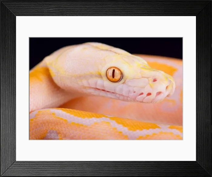 Framed Print : Albino Reticulated python (Malayopython reticulatus) Framed Print : Albino Reticulated python (Malayopython reticulatus)