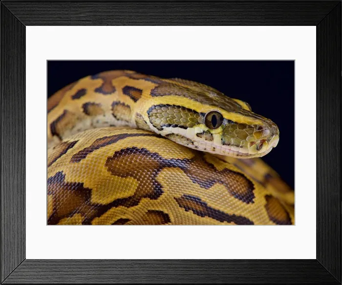 Framed Print : African rock python (Python sebae) Framed Print : African rock python (Python sebae)