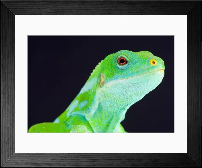 Framed Print : The Fiji banded iguana (Brachylophus fasciatus) is endemic to the southeastern Fijian islands Framed Print : The Fiji banded iguana (Brachylophus fasciatus) is endemic to the southeastern Fijian islands