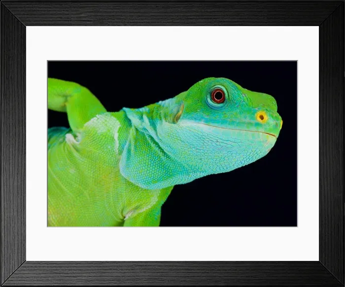 Framed Print : Fiji banded iguana (Brachylophus fasciatus) Framed Print : Fiji banded iguana (Brachylophus fasciatus)