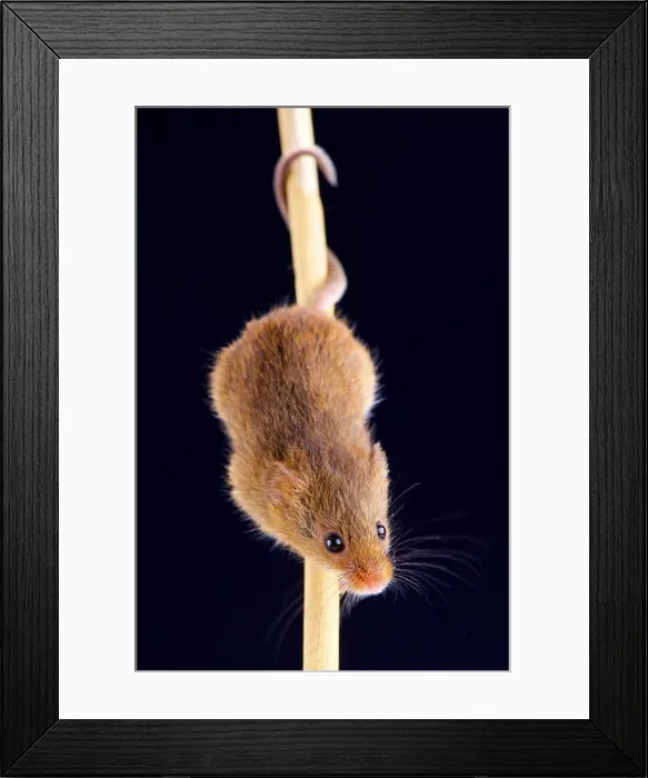 Framed Print : Eurasian harvest mouse (Microbes minutus) Framed Print : Eurasian harvest mouse (Microbes minutus)