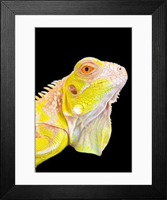 Framed Print : Albino Iguana (Iguana iguana) Framed Print : Albino Iguana (Iguana iguana)